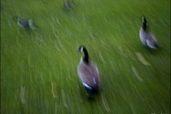 Chasing geese. My Final Photo taken  Nov. 27, 2004.Photo Copyright 2004 Gary Gardiner. Not to be used without written permission detailing exact usage. Photos from Gary Gardiner, may not be redistributed, resold, or displayed by any publication or person without written permission. Photo is copyright Gary Gardiner who owns all usage rights to the image. Low resolution photo with watermark.