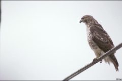 Red-tailed hawk on utility wire. My Final Photo taken  Nov. 29, 2004.Photo Copyright 2004 Gary Gardiner. Not to be used without written permission detailing exact usage. Photos from Gary Gardiner, may not be redistributed, resold, or displayed by any publication or person without written permission. Photo is copyright Gary Gardiner who owns all usage rights to the image. Low resolution photo with watermark.