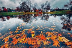 Fall leaves float along the edge of the pond beside the restored home and Everal Barn at Heritage Park on a rainy Friday afternoon. My Final Photo for November 17, 2023.