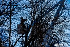 A tree trimmer is lost in a forest of tree trunks, limbs, and branches as he and a crew cleared AEP's power lines of possibly dangerous overhang along Cleveland Ave. My Final Photo for November 3, 2023.