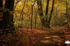hannah-main-park-five-trees-IMG_0033_1.jpg