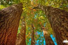 hannah-main-park-five-trees-IMG_0038_1.jpg