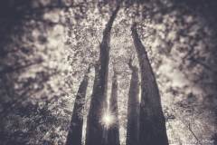 hannah-main-park-five-trees-IMG_0076_1.jpg
