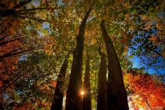 hannah-main-park-five-trees-IMG_0078.jpg