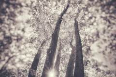 hannah-main-park-five-trees-IMG_0125.jpg