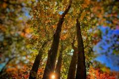 hannah-main-park-five-trees-IMG_0125_1.jpg