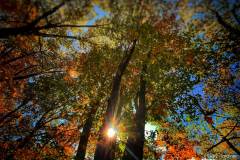 hannah-main-park-five-trees-IMG_0146.jpg