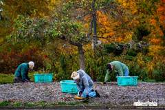 inniswood-weeding-2022-10-15-79923.nef
