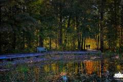 toad-pond-silhouette-inniswood-2022-10-15-80316.jpg