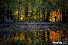 toad-pond-silhouette-inniswood-2022-10-15-80319.jpg