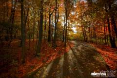 trees-inniswood-2022-10-15-80204.jpg