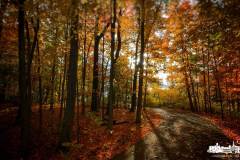 trees-inniswood-2022-10-15-80318.jpg