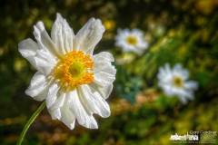 white-flower-garden-inniswood-2022-10-15-80248.jpg