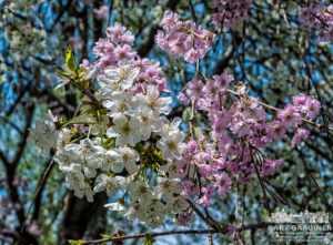 Flowering tree with two different blossoms 