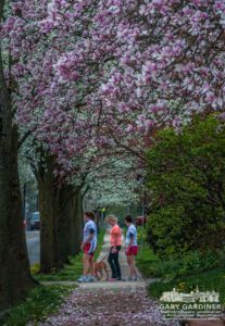 Flowering trees along West Main Street in Uptown Westerville