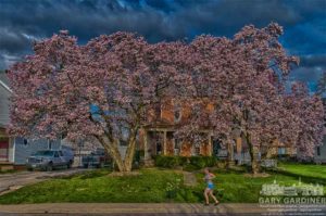 Jogger runs past large magnolia trees in Uptown Westerville