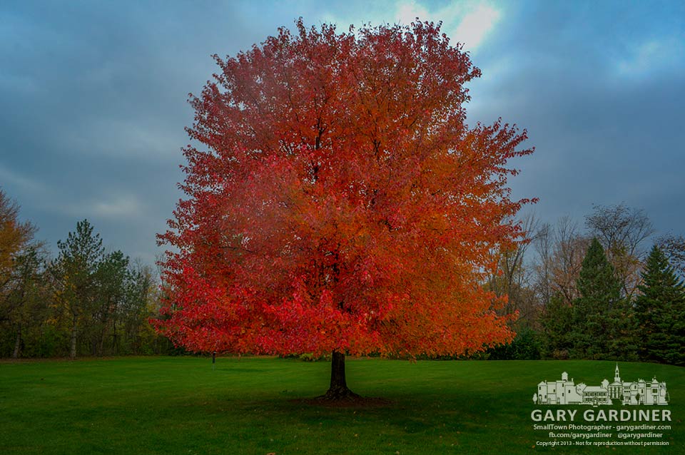 Tree's last splash of color at Inniswood