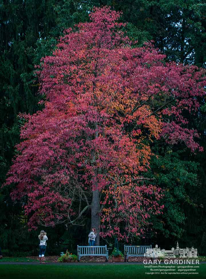 Two young women use the colors of a fall tree as a backdrop for photographs at inniswood Metro Gardens. My Final Photo for Oct. 17, 2013.