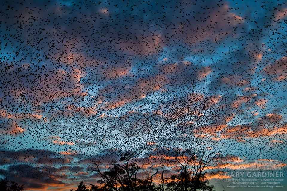 Starlings gather in a mumuration at I270 and Westerville Road at sunset. My Final Photo for Oct. 19, 2013.