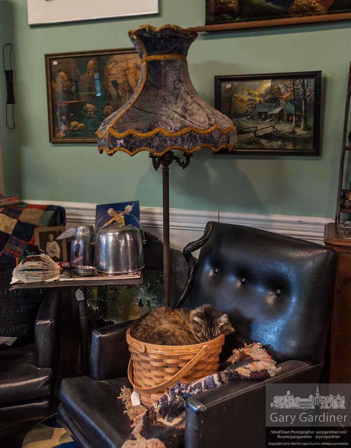The cat at Westerville Antiques, sometimes known as "Stinky" to some of its friends, sleeps away part of his Sunday afternoon curled up in a Longaberger basket at the side of the store. My Final Photo for Feb. 16, 2014.