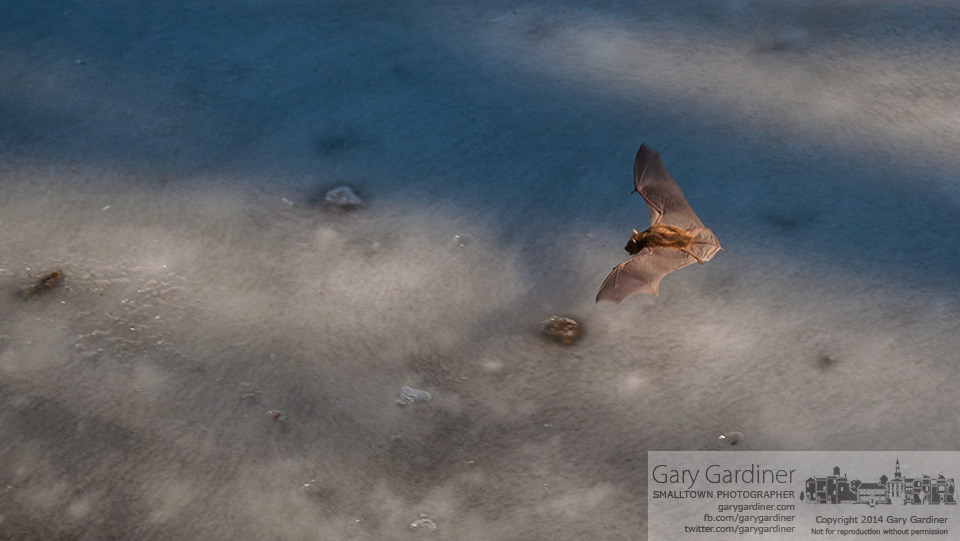 A Little Brown Bat skims across the surface of Boyer Nature Preserve looking for food where the ice on the preserve's pond is melting. My Final Photo for March 6, 2014.