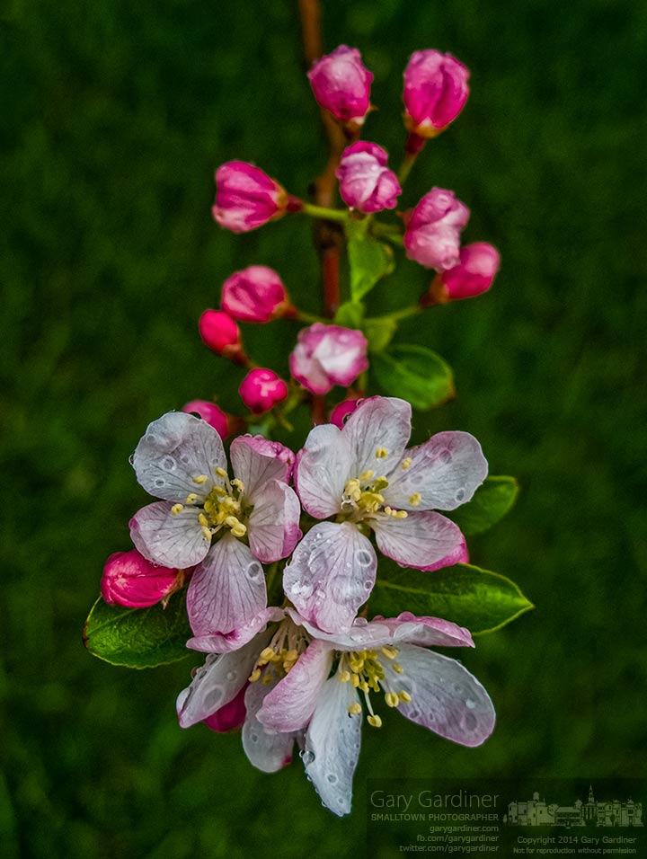 Apple blossoms sprinkled with a layer of rain greet the morning sun on a cool April morning. My Final Photo for April 29, 2014.