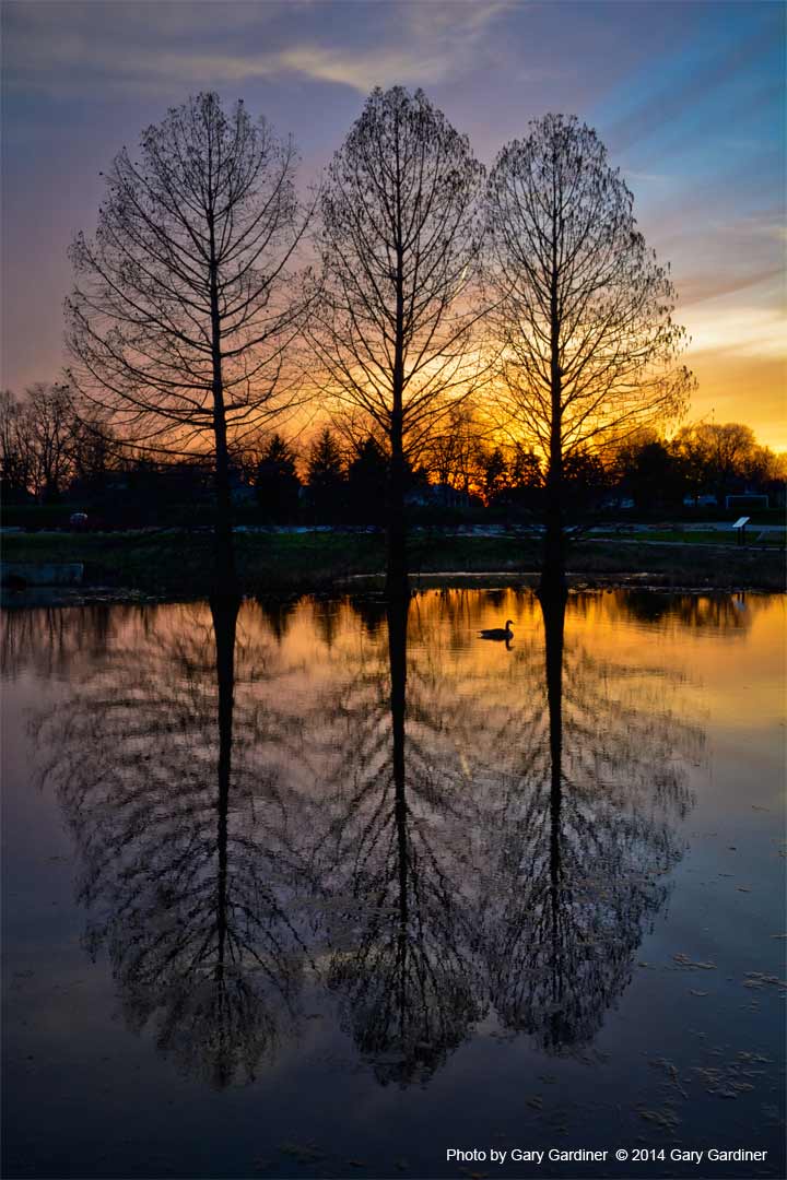 Three trees, a sunset, and a goose