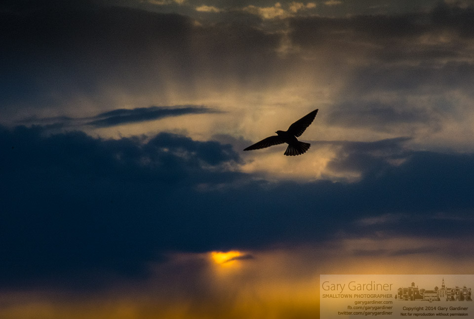 A cliff swallow flies towards a nesting site as the sun sets across Hoover Reservoir. My Final Photo for May 17, 2014.