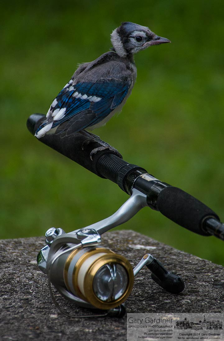 A blue jay fledgling sits atop a fishing rod handle on a picnic table after having flown from the nest before being able to fly more than a few feet. My Final Photo for June 11, 2014.