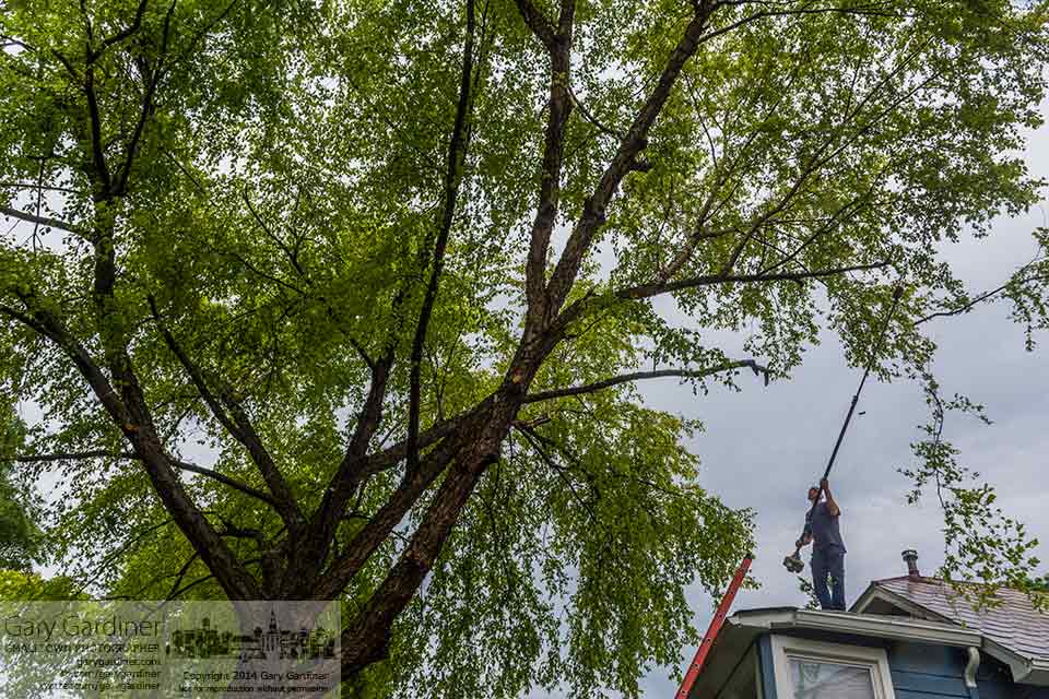 A tree trimmer finishes his task by lopping off the branches extending over a home on Winter Street in uptown Westerville. My Final Photo for June 20, 2014.
