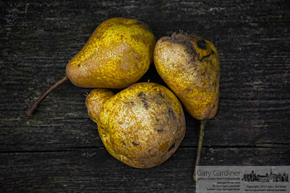 Pears from an abandoned tree sit on a park bench. My Final Photo for august 16, 2014. 