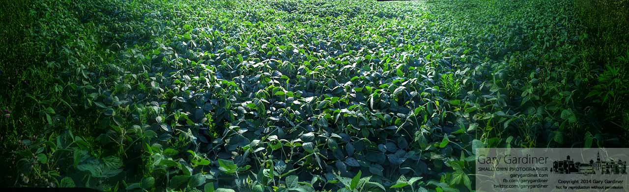Weeds line the edge of this field of soybeans reflecting light from the morning dew covering its leaves. My final Photo for August 4, 2014.