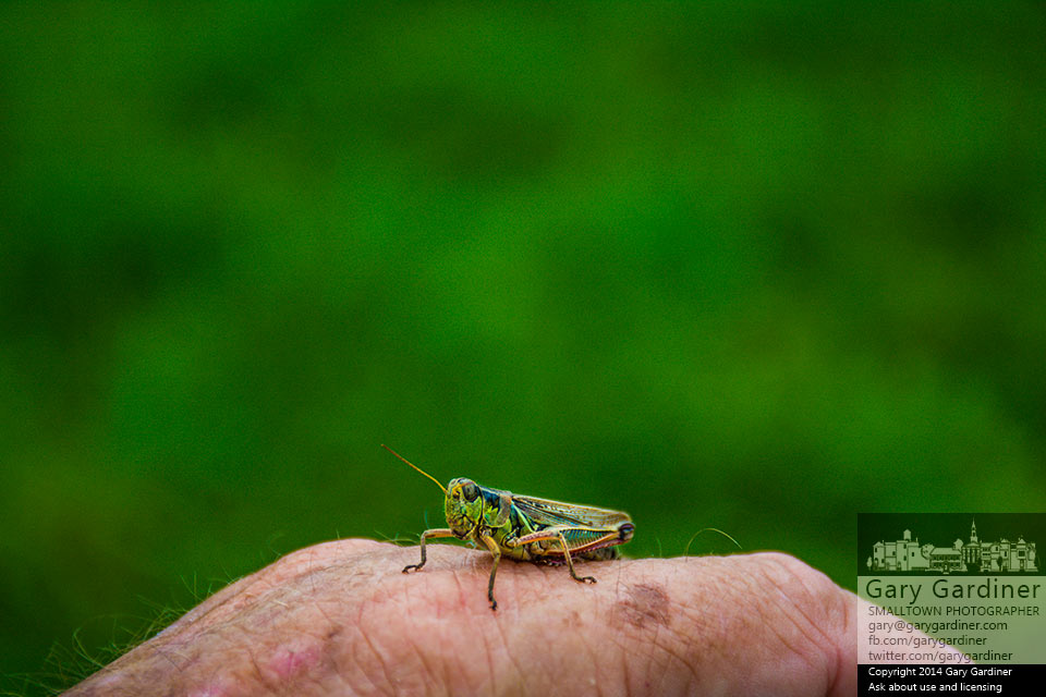 A grasshopper sits on a photographer's hand during an afternoon visit to a local farm. My Final Photo for Oct. 13, 2014.