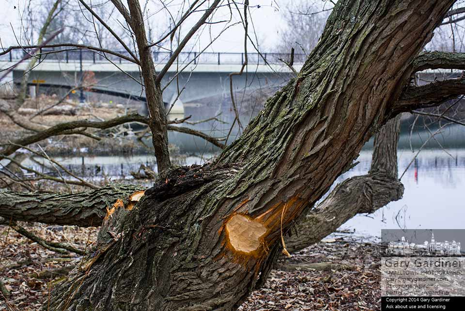 An open wound at the base of a tree at the edge of Alum Creek near the Main Street Bridge marks the efforts of a beaver to add another log to its den covering. My Final Photo for Dec. 19, 2014.