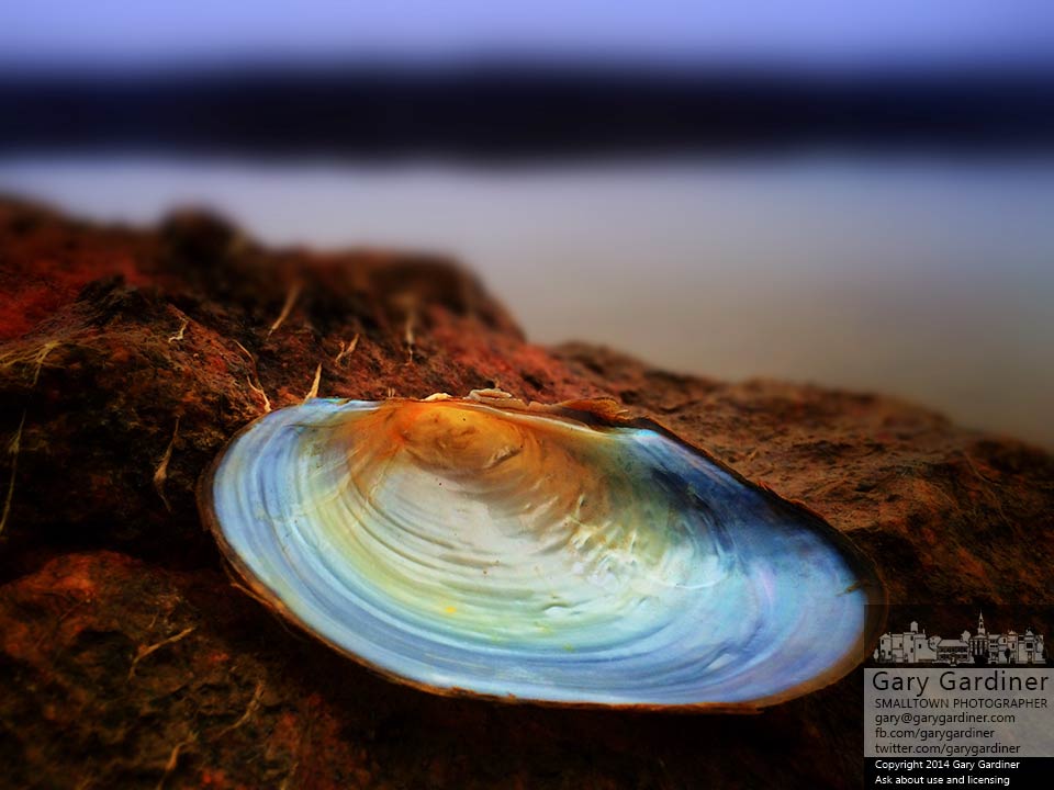 The shell for a freshwater mussel sits on a rock on the edge of the shoreline at Hoover Reservoir. My Final Photo for Dec. 23, 2014. 