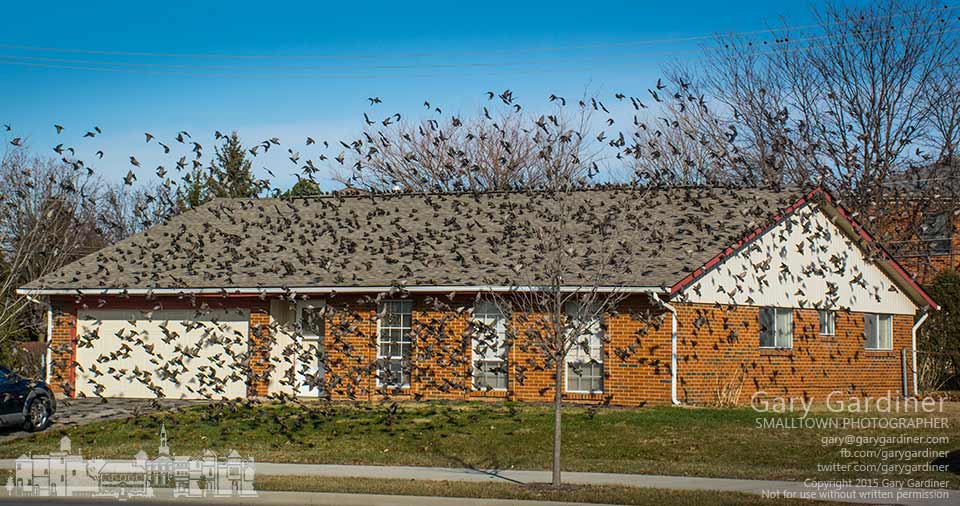A flock of birds gathers around and on a house on Huber Village Blvd in the morning of the first day of the new year. My Final Photo for Jan. 1, 2015.