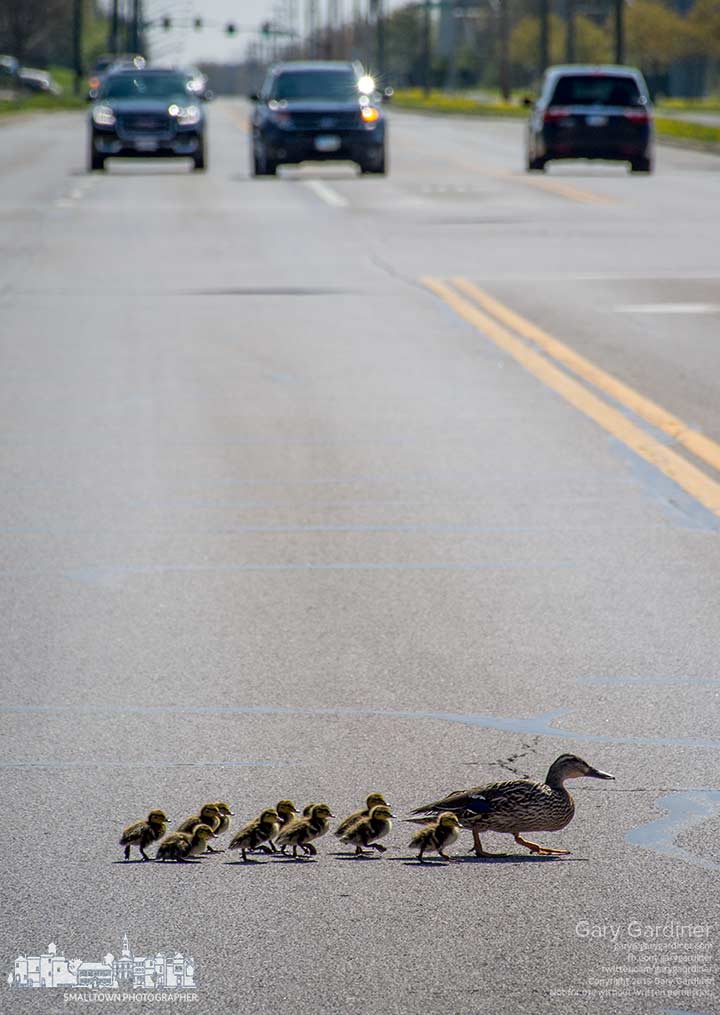 Mom and her ducklings waddle across Maxtown Road near McCorkle on their way from a shopping center parking lot to an undetermined location. My Final Photo for April 29, 2015.