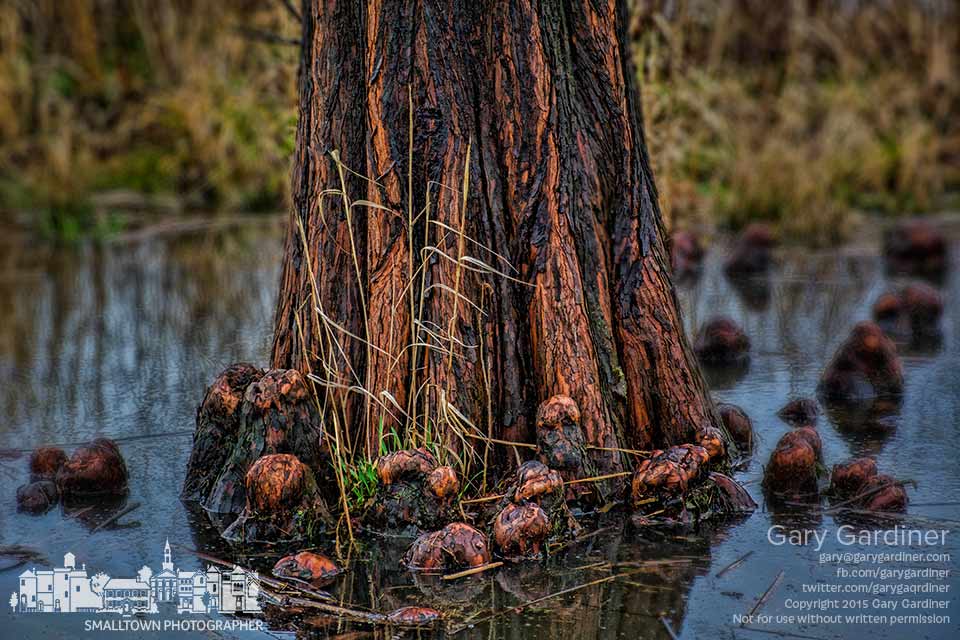 Grass begins its annual spring growth at the base of a cypress tree at the wetlands in highlands Park. My Final Photo for April 8, 2015.