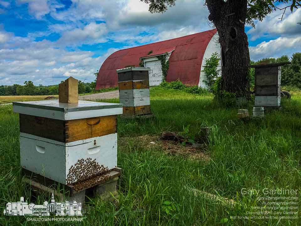Worker bees gather at the entrance to their hive as foraging bees return with pollen on a warm late spring day at the Braun Farm. My Final Photo for June 15, 2015.