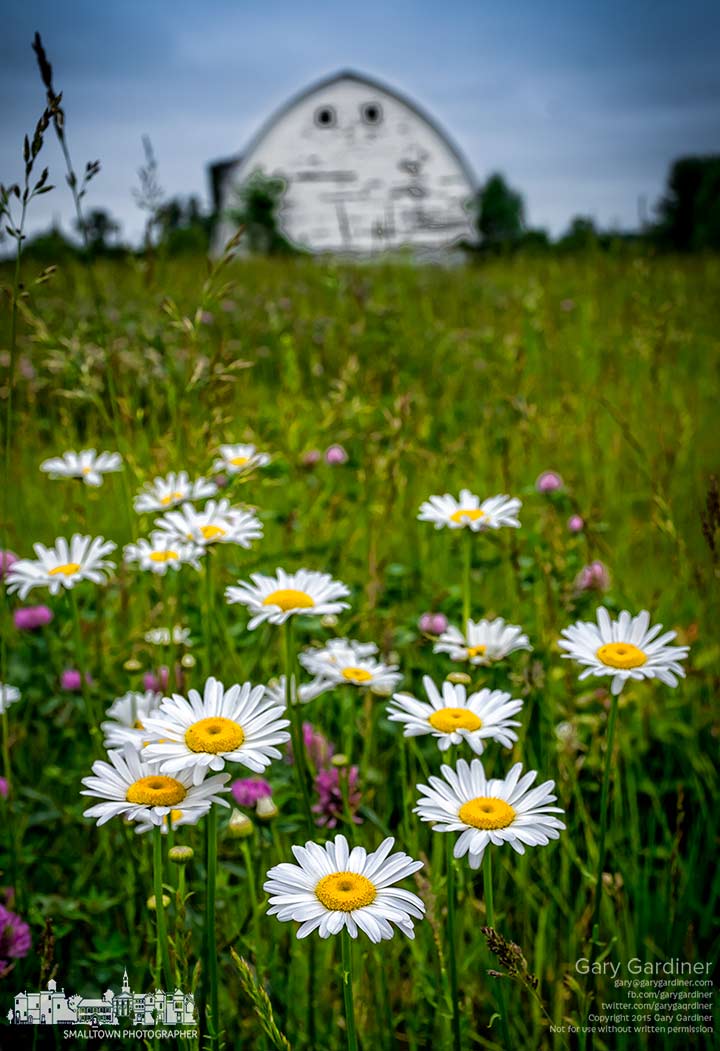 Wildflower daisies grow in a hay field of grasses and clover at the Braun Farm in Westerville. My Final Photo for June 1, 2015.