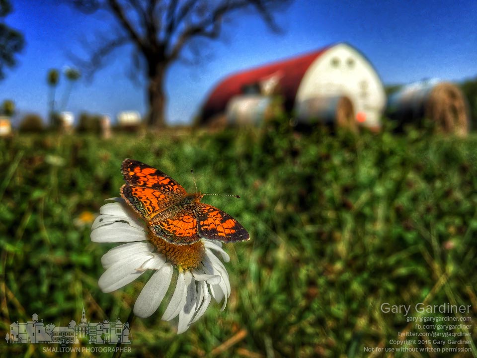 A butterfly briefly sits on a daisy in one of the hay fields at the Braun Farm. My Final Photo for Oct. 12, 2015.
