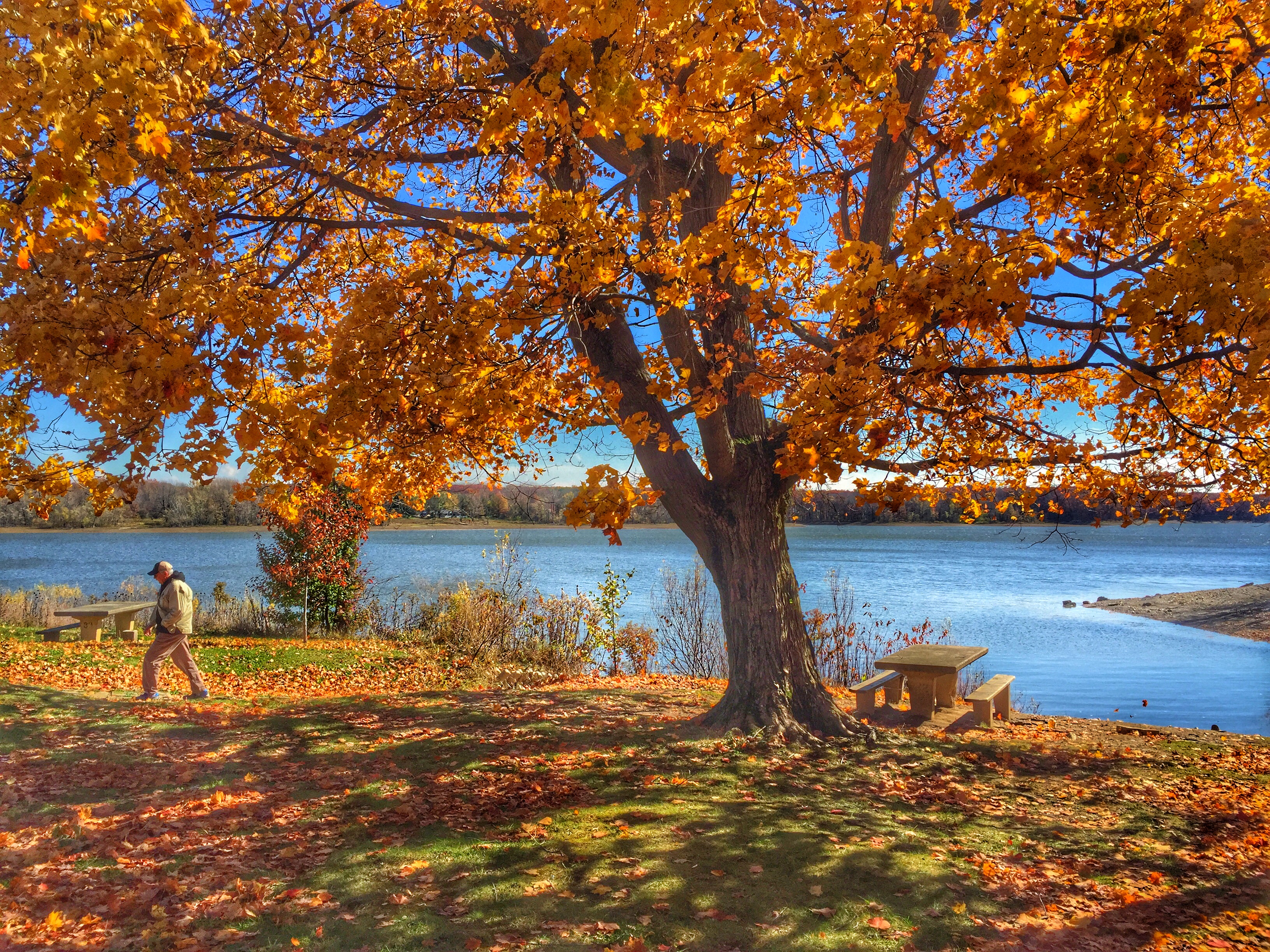 A man walks along the shoreline of Red Bank Park at Hoover Reservoir under the golden colors of a maple tree in the park. My Final Photo for Oct. 29, 2015.