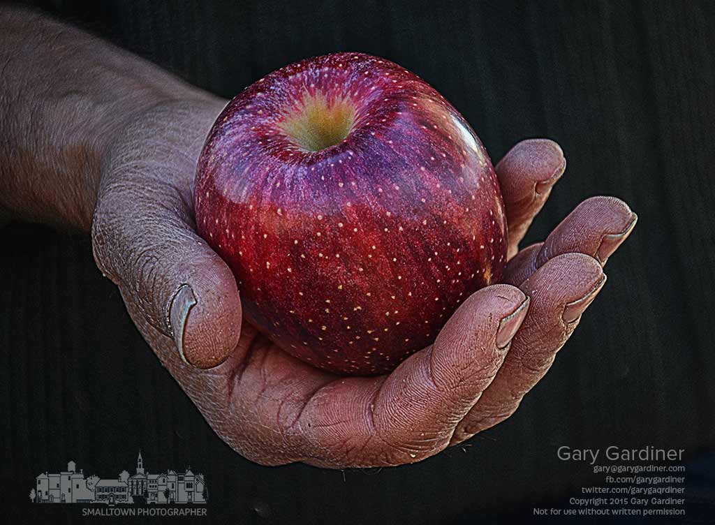 A farmer holds a red apple, one of the man harvested from his orchard near Utica, Ohio, and for sale at the Uptown Westerville Farmers Market. My final Photo for Oct. 15, 2015.