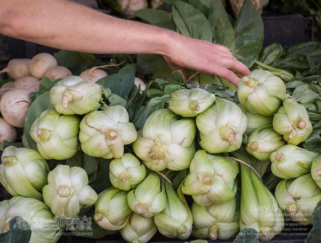 A woman reaches across a display of endive to select the best piece as she shops on the next to last Uptown Westerville farmers market for 2015. My Final Photo for Oct. 21, 2015.
