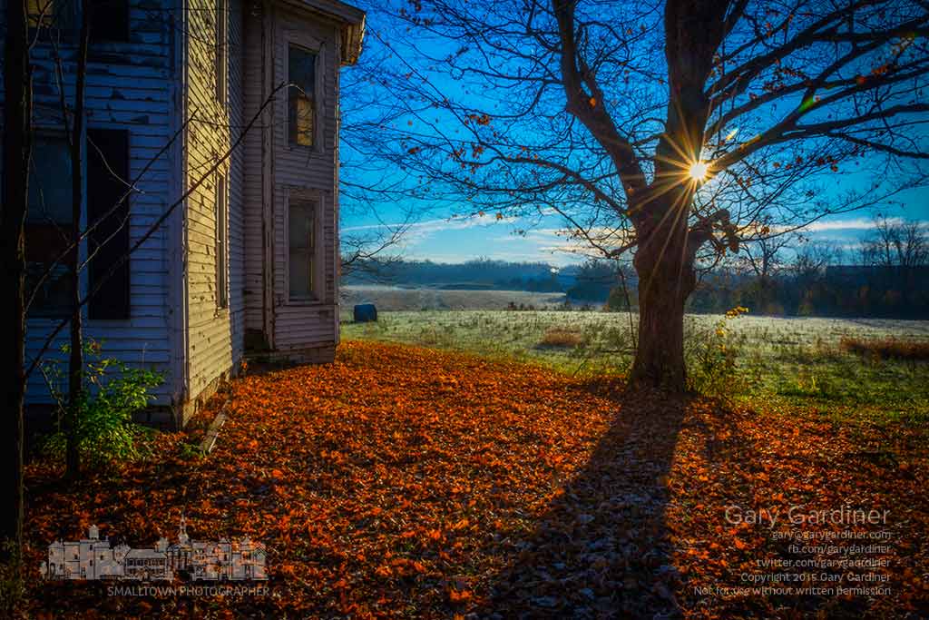 Morning sun breaks its way between bows of a maple tree next to the old farm house at the Braun Farm property on Cleveland Ave. My Final Photo for Nov. 9, 2015.