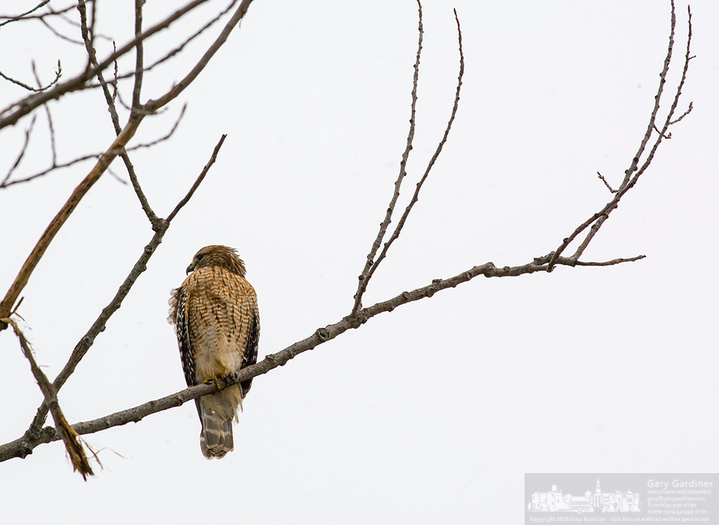 A Red Shoulder Hawk surveys the grounds of the Highlands Park wetlands. My Final Photo for January 17, 2016.