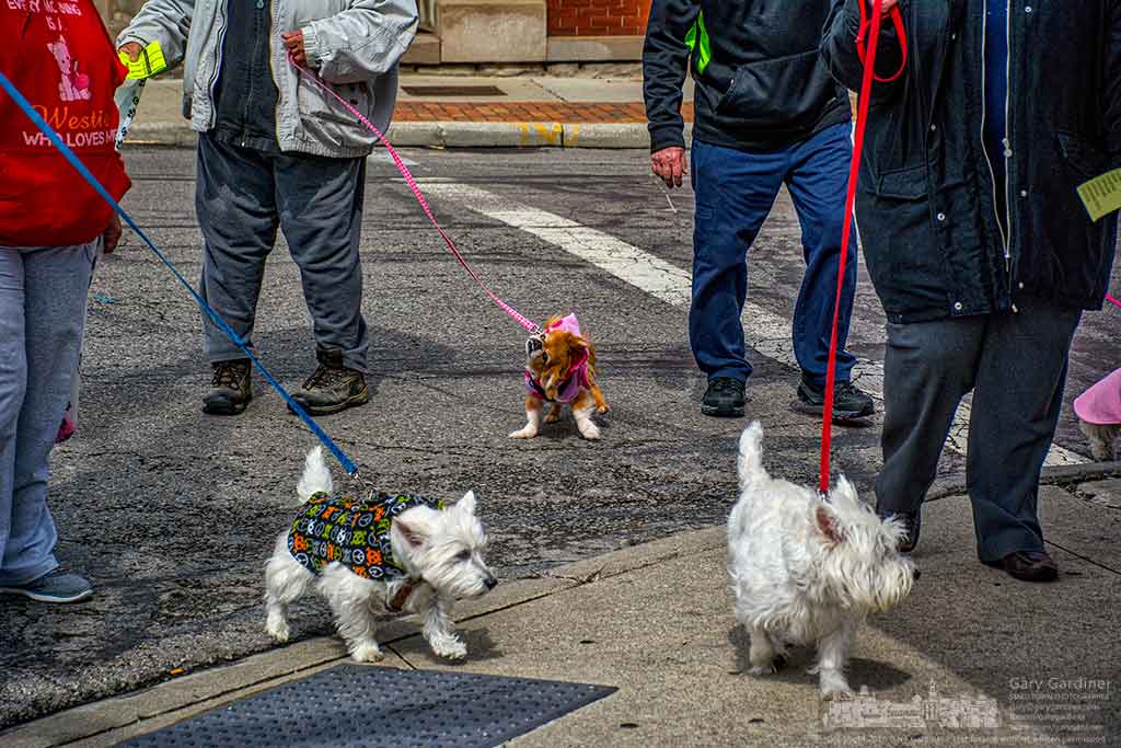 A trio of dogs and their faithful owners work their way through Uptown Westerville in search of treats on Easter Beg Day. My Final Photo for March 19, 2016.