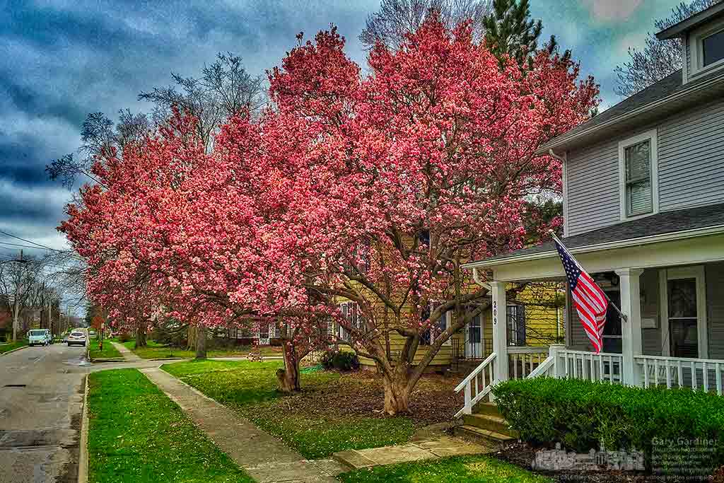 A magnolia tree on East College fills the front yard of its home with color in these early day of Spring. My Final Photo for March 25, 2016.