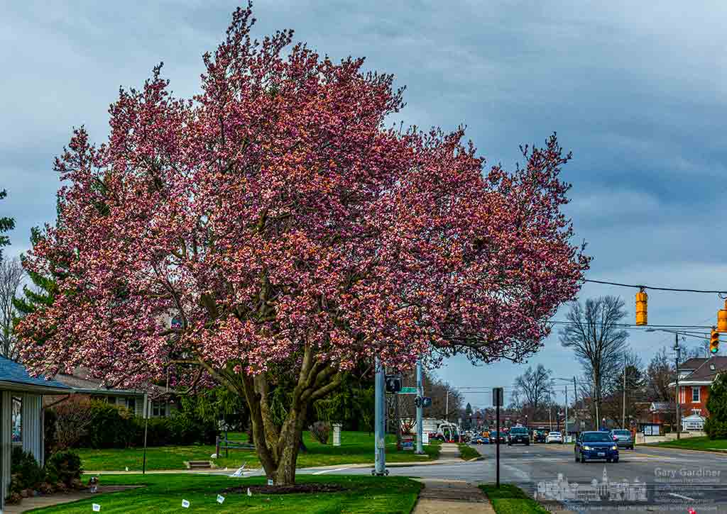 Spring blossoms fill the magnolia tree across the street from the old post office on South State Street. My Final Photo for March 22, 2016