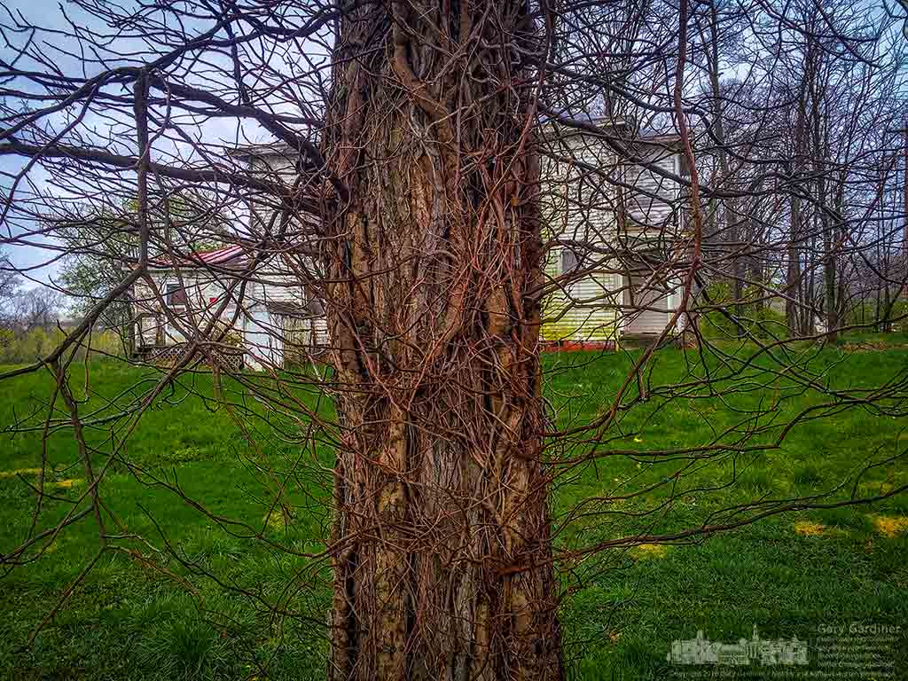 Poison ivy still dormant from the winter wraps its tendrils around one of the trees at the entrance to the Braun Farm on Cleveland Ave. My Final Photo for April 11, 2016.